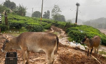 Cows in India
