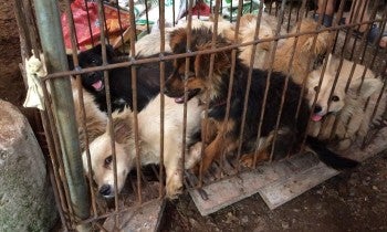 Dogs awaiting slaughter at the Yulin dog meat festival in China