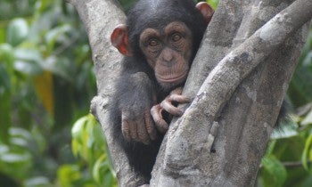 Chimp at a sanctuary in Liberia