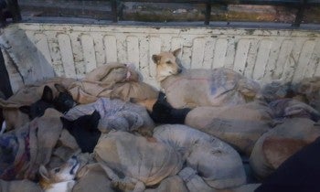 Dogs in the dog meat trade in India 