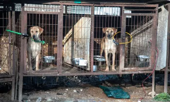 Dogs on a dog meat farm in South Korea