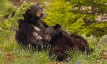Black bear sow and cub feeding in Yellowstone National Park