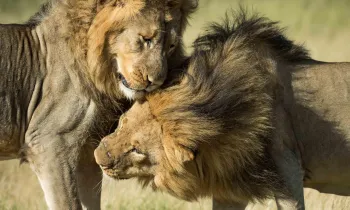 Lions
