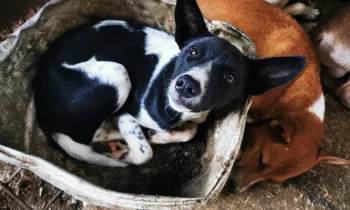 Dogs in the dog meat trade in Indonesia