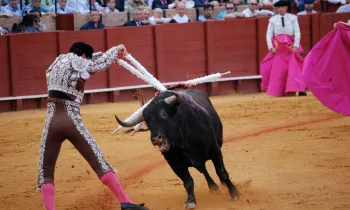 Bullfighting