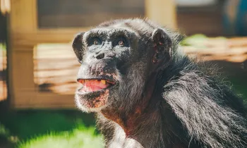 Chimpanzee previously used in experiments at Alamogordo Primate Facility (APF) moved to Chimp Haven sanctuary in February 2025.