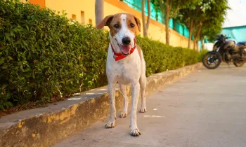 Dog in Lucknow, India
