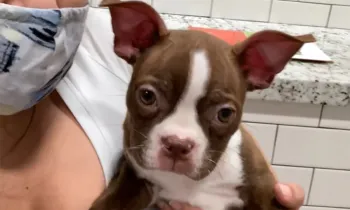 Tyler, a sick puppy from Petland Texas