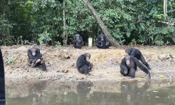 Humane World for Animals team prepare to relocate chimps from Island 4 at Second Chance Chimpanzee Refuge Liberia, March 2025