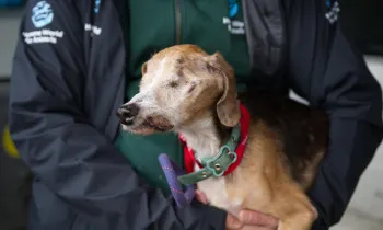 Humane World for Animals assists Ohio authorities with a large-scale multi-species alleged neglect case
