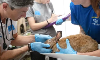 Rescuer Amanda Wallace holds a rabbit for a veterinary exam.