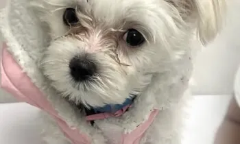 Petland follow up- Ziva Girl puppy