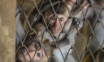 Caged monkeys