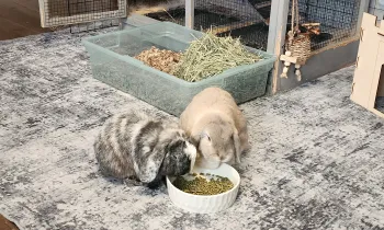 Two pet rabbits in a home eating food out of a bowl.