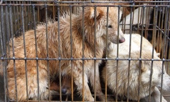 Dogs awaiting slaughter at the Yulin dog meat festival in China