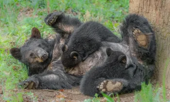 Mother black bear nursing two cubs of the year
