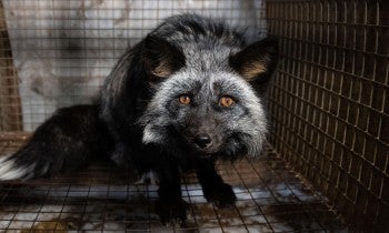 OH Fur Farm Rescue