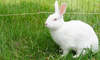 Rabbit