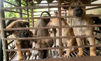 Puppies in the dog meat trade in Viet Nam