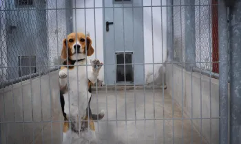 Beagle caught up in animal testing
