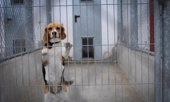 Beagle caught up in animal testing