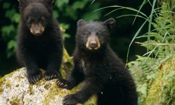Black bear cubs