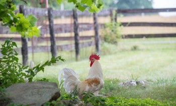 Rooster