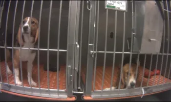 Beagles caught up in animal testing