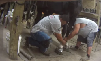 Formac Stables trained horses sored during HSUS UC investigation