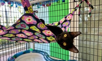 Cat in a catio