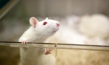 Rat