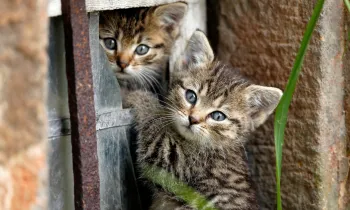 Two cute kittens playing outside