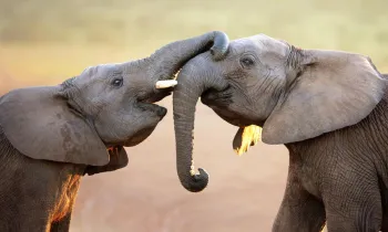 Two elephants connecting with each other