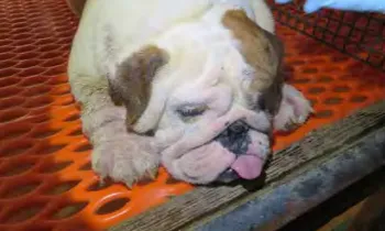 Sick or ailing dog found at kennel