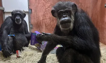 Chimpanzees at Chimp Haven sanctuary in early 2025, not long after being relocated from Alamogordo Primate Facility where they were previously used in harmful biomedical research experiments.