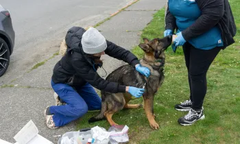 Volunteer CVT Heather Riggs feeding dog during vaccine administration by vol Dr HIlary Hooberman
