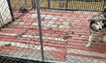 Grime and feces at a kennel