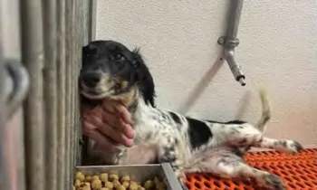 Puppy mill dog in enclosure