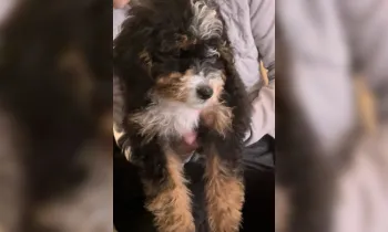 Another sick Petland puppy - photo from Ohio Lawsuit 2025