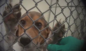 Beagle being experimented on in research lab