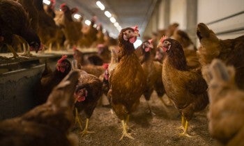 Hens in Thailand