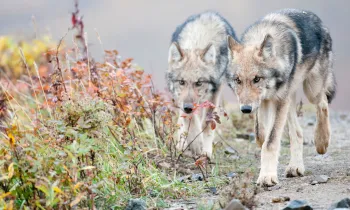 Two half-grown Gray Wolves from the Grant Creek Pack walking in Denali National Park