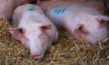 Pigs