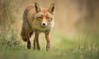 Fox