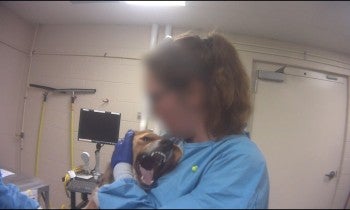 Beagle