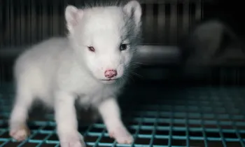 Photo taken on fur farm in Helsinki, Finland as part of an investigation into the cruelty of fur farming