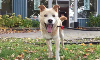 Dog at Canada rehab facility