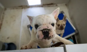 Dog at puppy mill