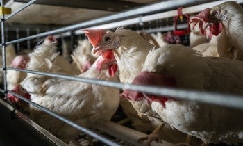 Chickens