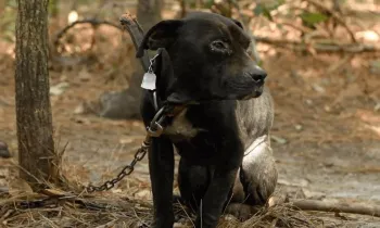 Dog caught up in dogfighting